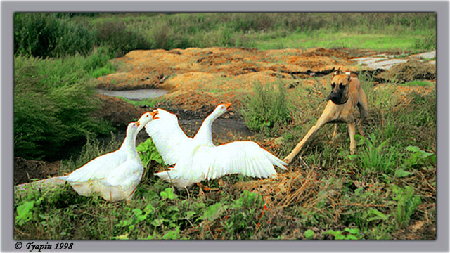 photo "It`s my harem!" tags: nature, genre, pets/farm animals