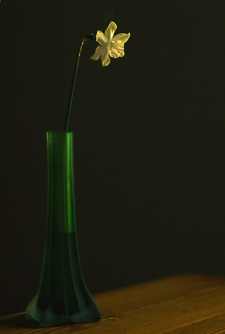 фото "Solitaire" метки: природа, цветы