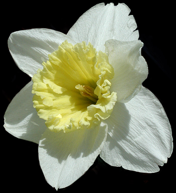 фото "Spring Ruffles" метки: природа, макро и крупный план, цветы