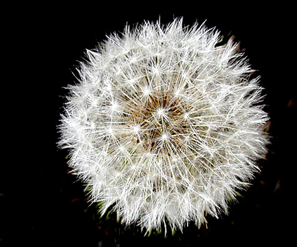 photo "Nature`s very own Epcot Center...." tags: macro and close-up, nature, flowers