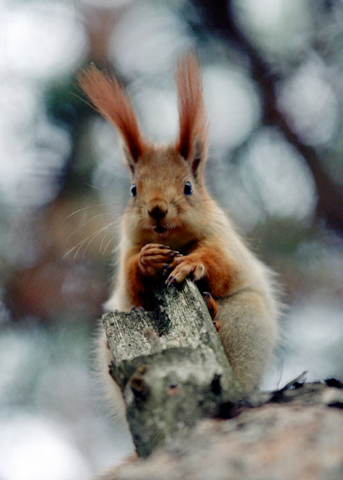 photo "Squirrel" tags: nature, portrait, wild animals