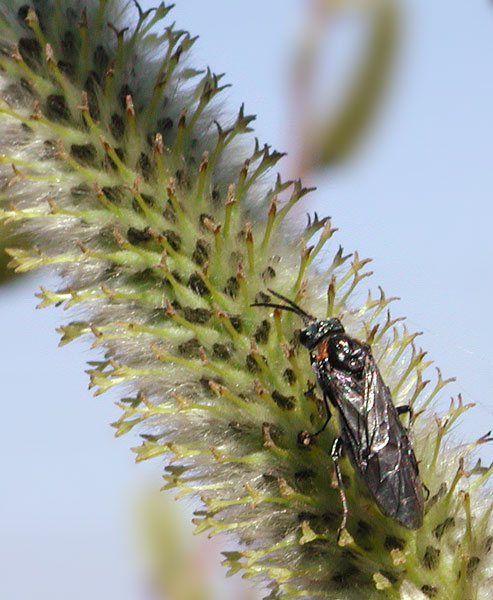 photo "Untitled photo" tags: macro and close-up, 