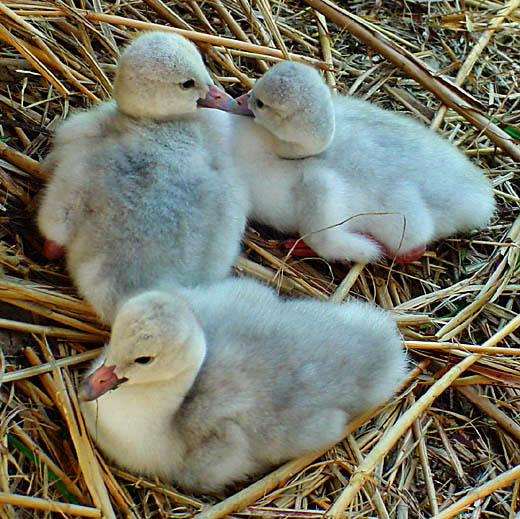 photo "More Cygnets" tags: nature, wild animals