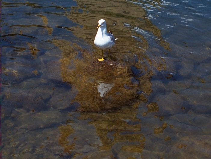 photo "One Is The Loneliest Number" tags: nature, 