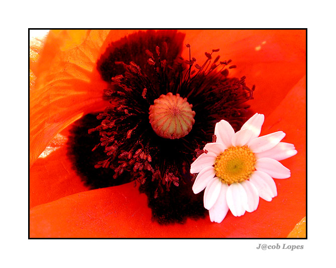 photo "red poppy and daisy" tags: macro and close-up, nature, flowers