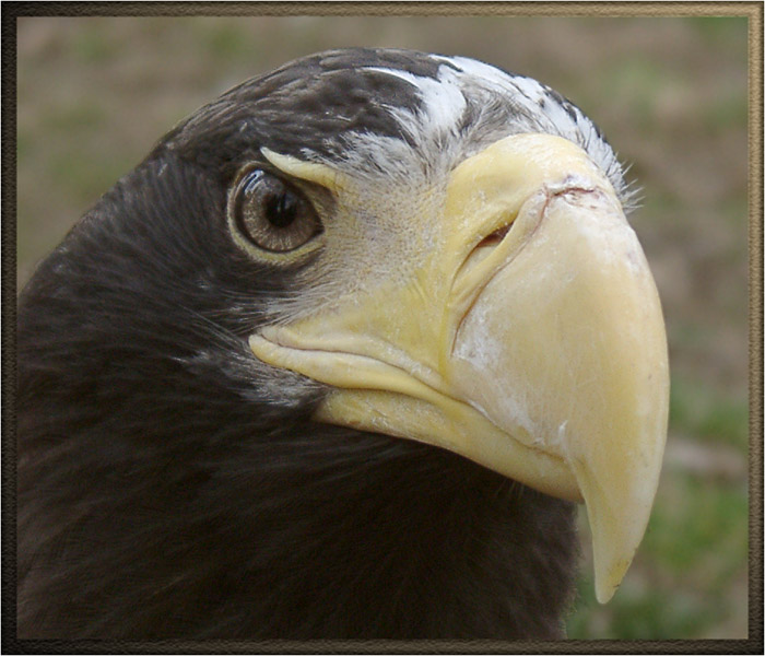 photo "Steadfast sight" tags: nature, wild animals