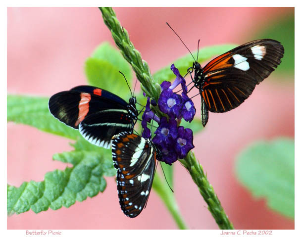 фото "Butterfly Picnic" метки: макро и крупный план, природа, насекомое