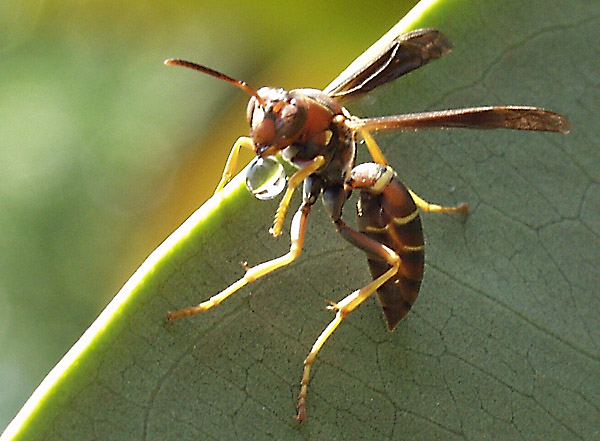 фото "Wasp" метки: природа, макро и крупный план, насекомое