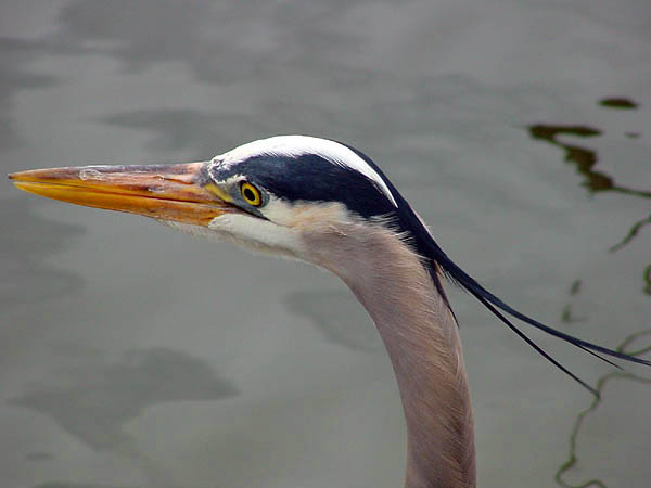 photo "Great Blue Heron" tags: nature, wild animals