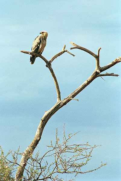photo "Eagles #3 in Africa" tags: nature, travel, Africa, wild animals