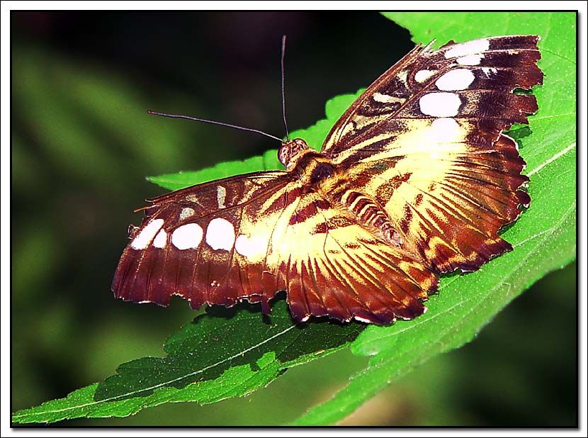 photo "Butterfly" tags: macro and close-up, nature, insect