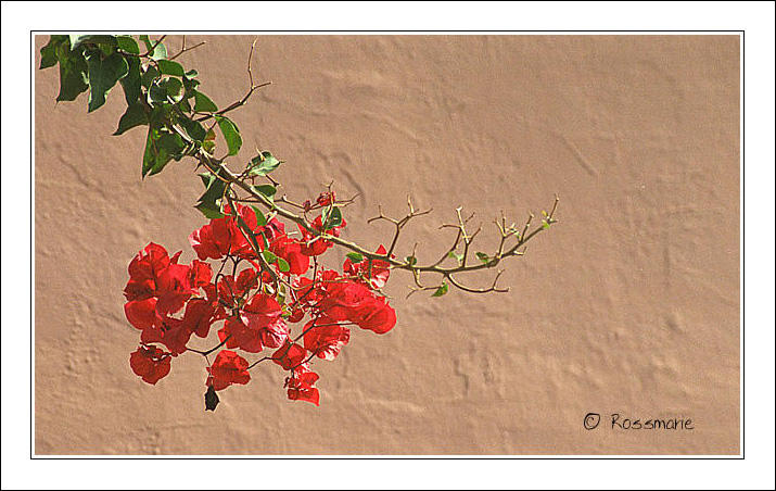photo "Flowers" tags: nature, flowers