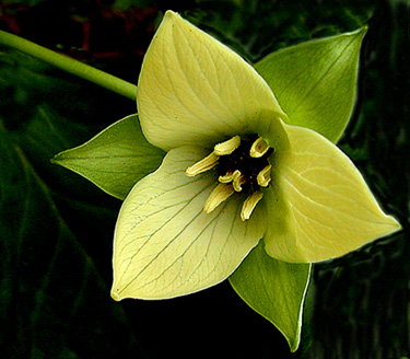 фото "Yellow Trillium...." метки: природа, цветы