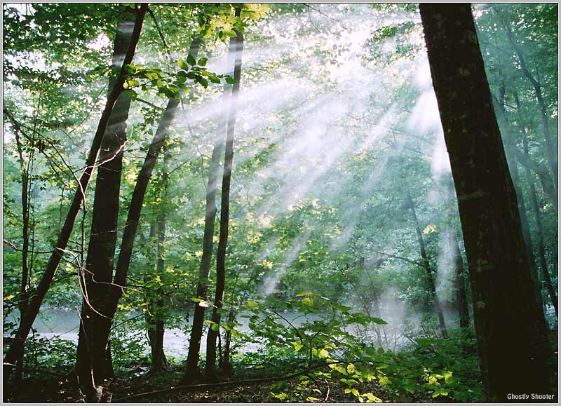 photo "It is a little sun in a green wood" tags: landscape, forest, summer