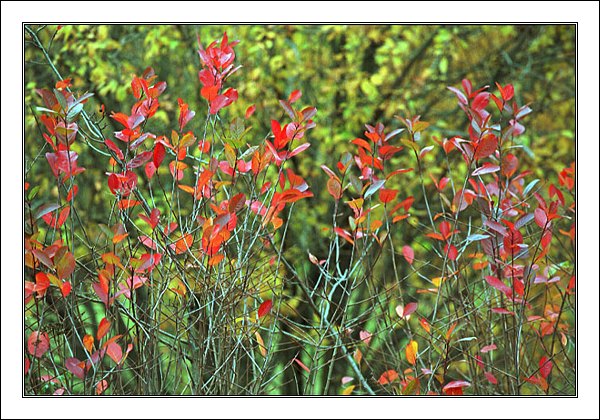 photo "Decorative composition" tags: nature, abstract, flowers