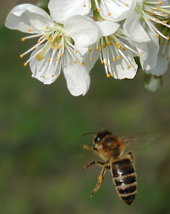 photo "worker" tags: nature, macro and close-up, insect