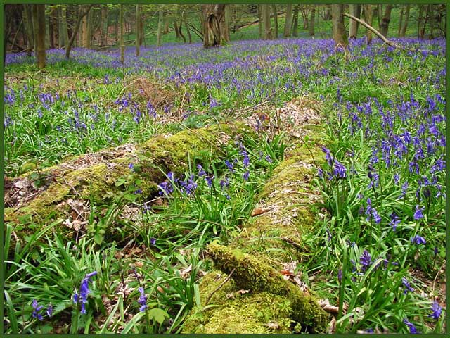 photo "English Bluebell Wood" tags: landscape, forest, spring