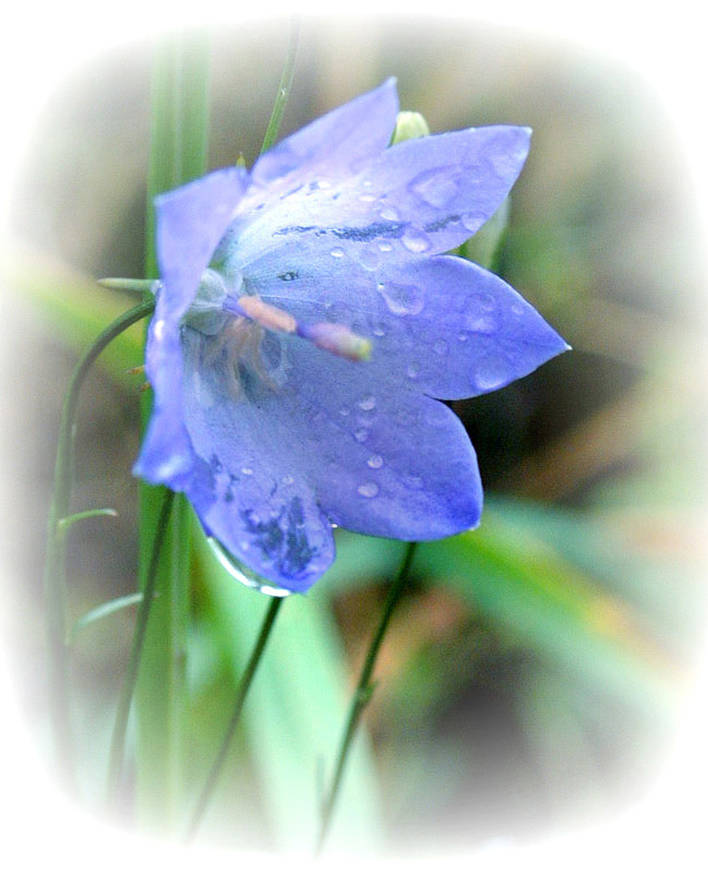 photo "Delicate Harebell" tags: macro and close-up, nature, flowers