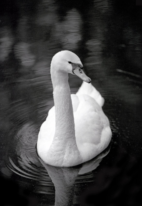 фото ""черно"/белый - лебедь" метки: природа, дикие животные