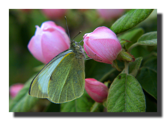 фото "The butterfly" метки: природа, макро и крупный план, насекомое