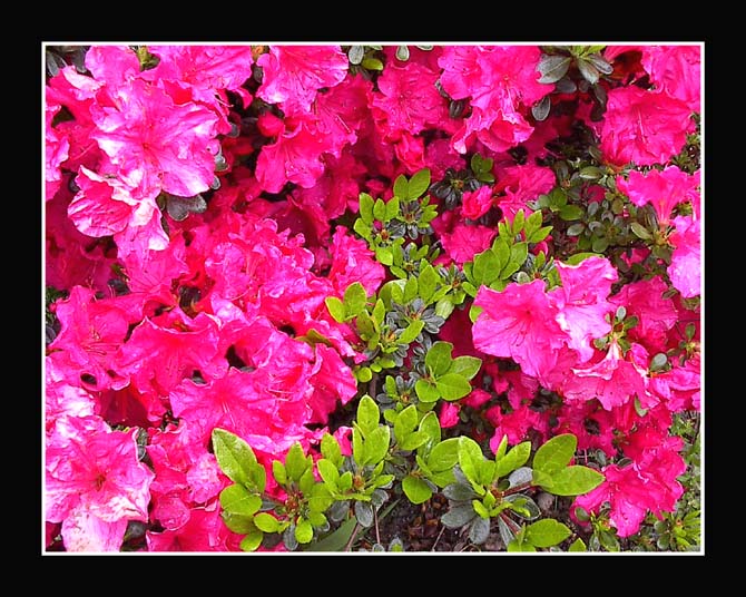 photo "Joy" tags: nature, macro and close-up, flowers