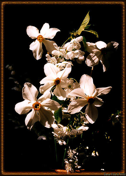 photo "I Was Gifted Some Flowers" tags: still life, 