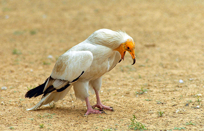 photo "Eagle albinos #4" tags: nature, travel, Asia, wild animals