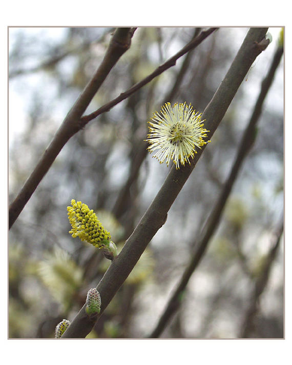 photo "Development of life" tags: macro and close-up, 