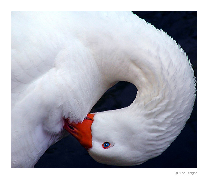 photo "Duck with Orange" tags: nature, macro and close-up, pets/farm animals