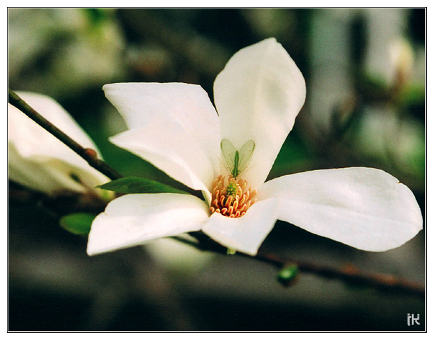 photo "In territory of magnolias..." tags: nature, flowers