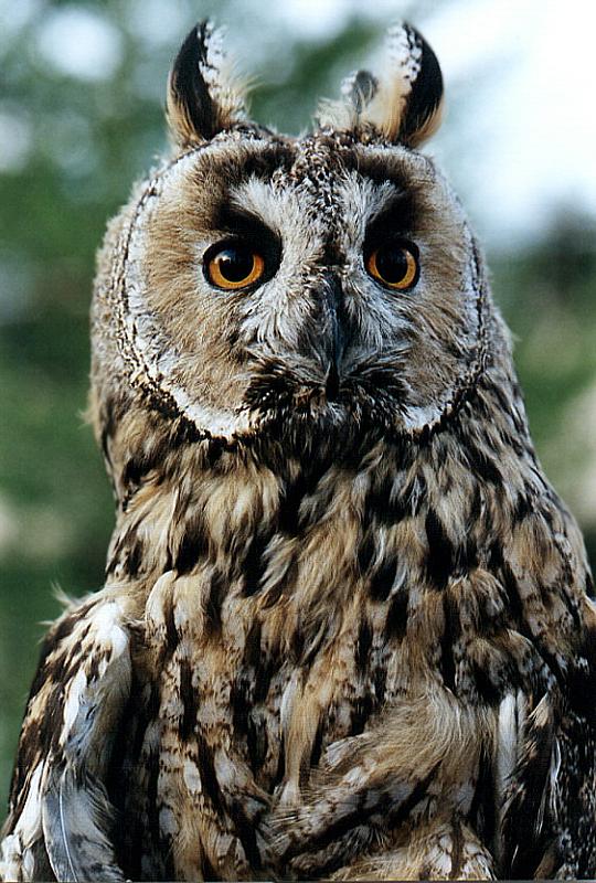 photo "The Owl" tags: nature, wild animals