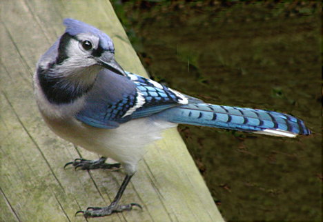 фото "Flirtatious Jay..." метки: природа, дикие животные