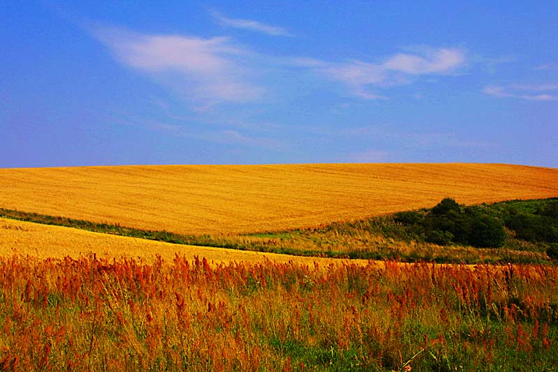 фото "Cornfield 2" метки: пейзаж, лето, осень