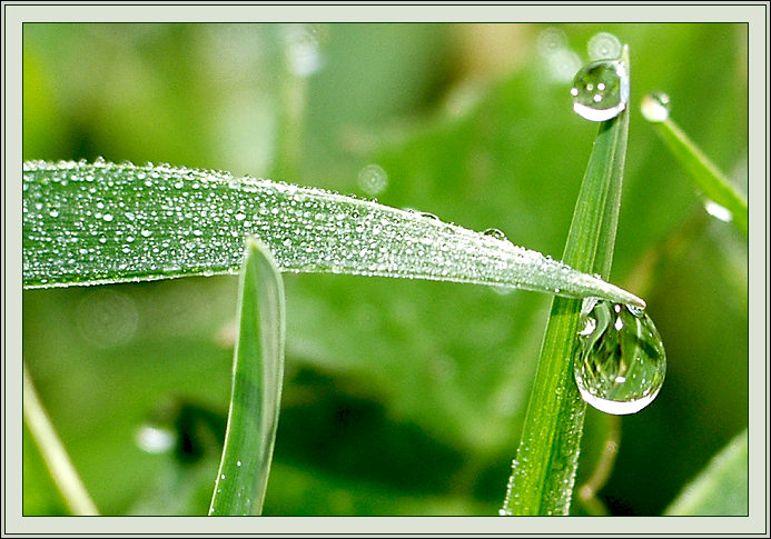 photo "Morning from the point of view of an ant" tags: nature, macro and close-up, flowers