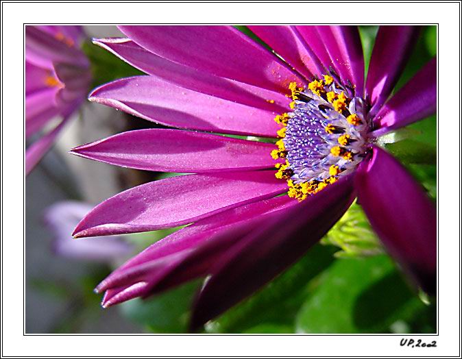 photo "Osteospermum-hybrid" tags: macro and close-up, nature, flowers