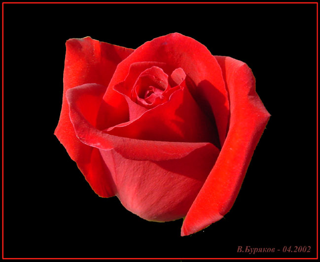 photo "Rose" tags: nature, macro and close-up, flowers