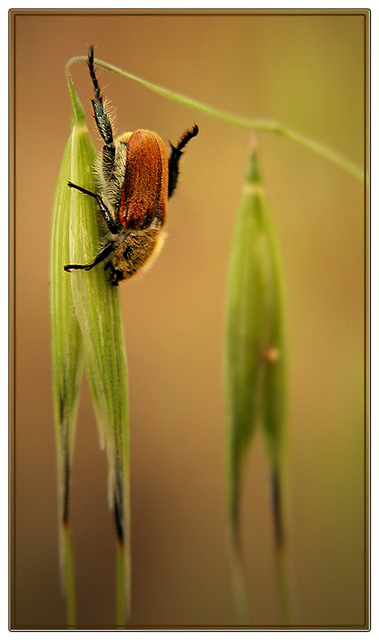 photo "The gymnast" tags: nature, 