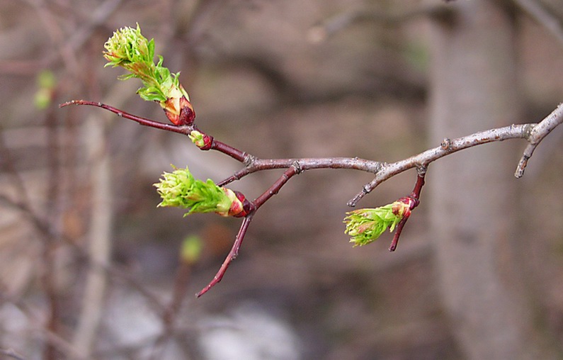 photo "Young branch (" We shall live... ")" tags: macro and close-up, nature, flowers