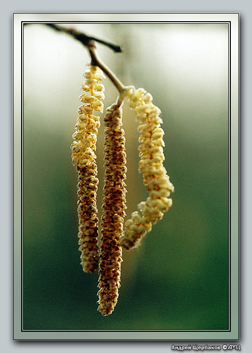 фото "Сережки для березки" метки: макро и крупный план, природа, цветы