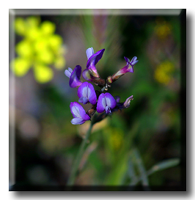 photo "**:)**" tags: nature, landscape, flowers, spring