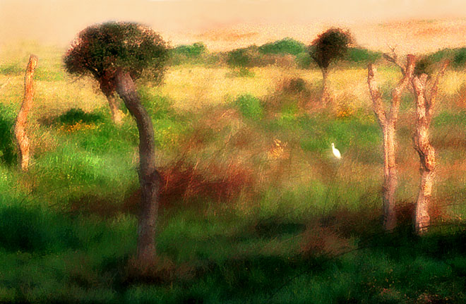 photo "The morning of the white bird" tags: travel, 