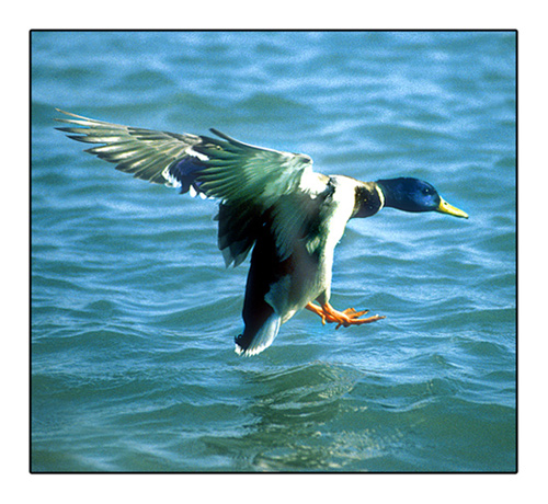 photo "Landing" tags: nature, wild animals