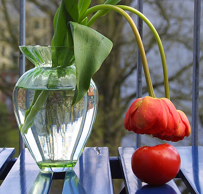 photo "Tulip talks to tomato" tags: still life, nature, flowers