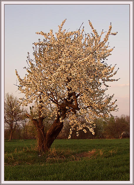 photo "Flowering of a wild sweet cherry." tags: landscape, travel, Europe, spring