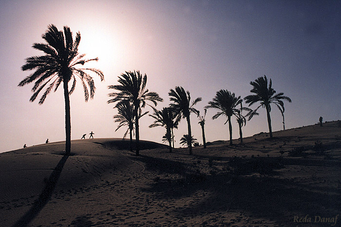 фото "Palm Trees # 4 ( Repost )" метки: путешествия, пейзаж, Африка, закат