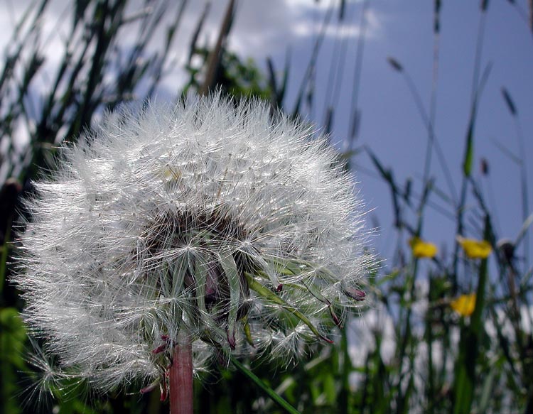 photo "Untitled photo" tags: macro and close-up, 
