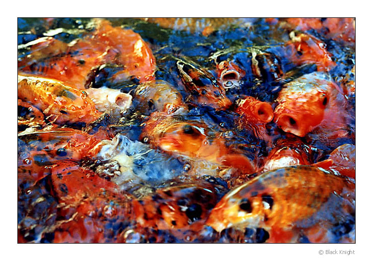 photo "Life is...stress" tags: nature, 