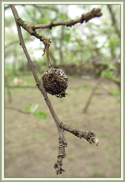 photo "Let`s live till Monday" tags: nature, macro and close-up, 