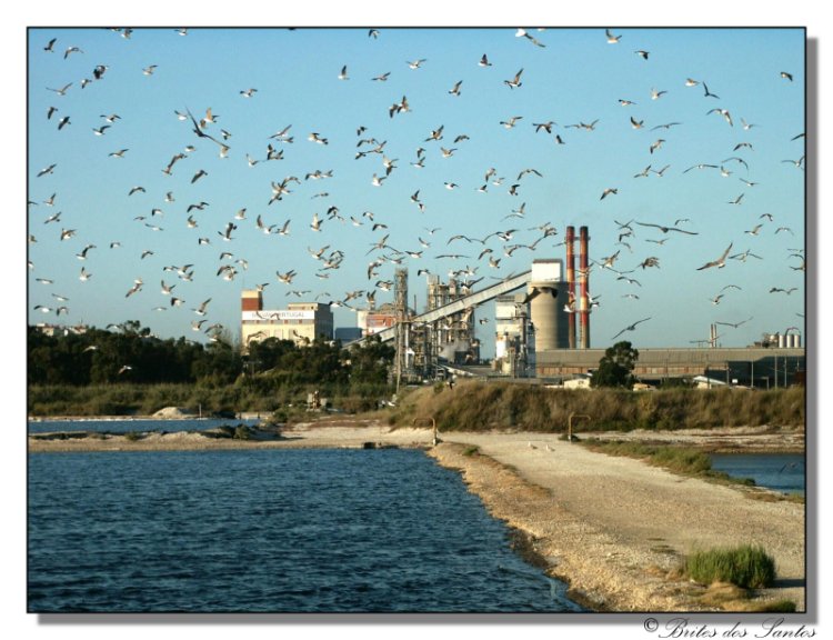 photo "The birds and the factory" tags: landscape, spring