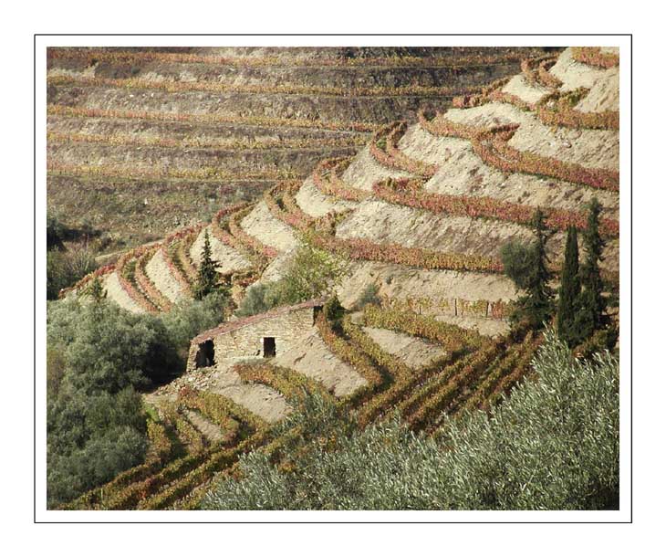 photo "Up-Lands from Douro" tags: landscape, nature, flowers, mountains